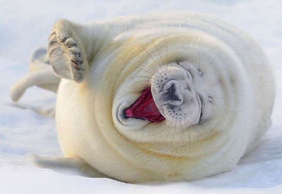 Foca polar ártica