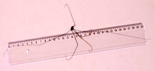 Opilião com 33 cm de pernas