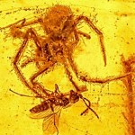 Há 100 milhões de anos resina capturou aranha atacando vespa