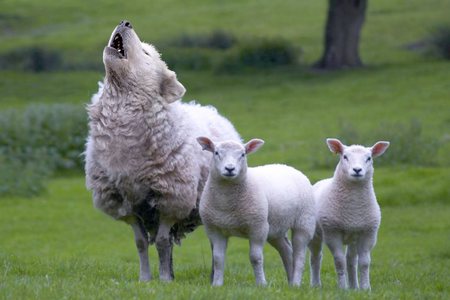 Lobo em pele de cordeiro uivando