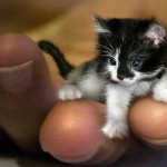 Menor gato do mundo tem menos de 5 cm e cabe na palma da mão