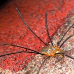 Achada ‘aranha’ com pernas medindo 33 centímetros de comprimento