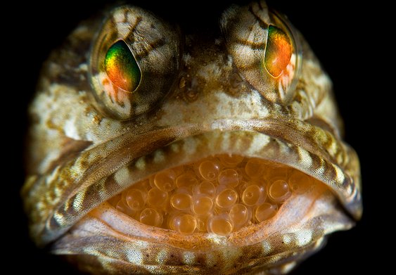 Peixe com ovos na boca