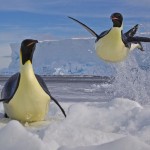 Concurso com as melhores fotos de animais e vida selvagem em 2012