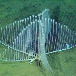 Predador marinho: uma esponja carnívora com a forma de harpa