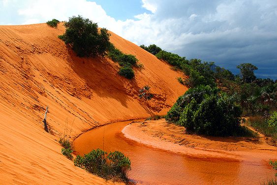 Safari no cerrado do Centro-Oeste