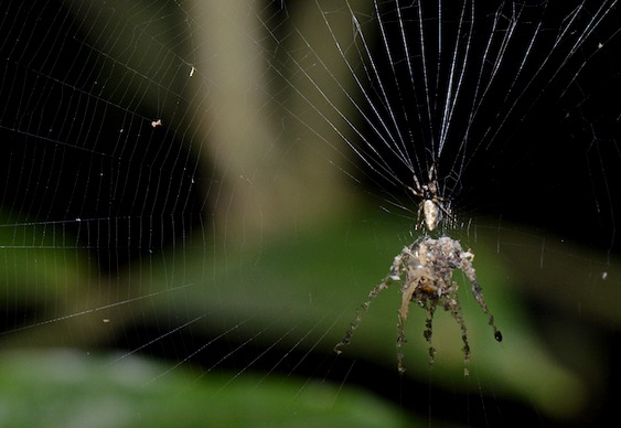 Aranha Escultora