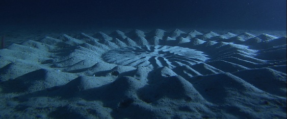 Mandala submarina