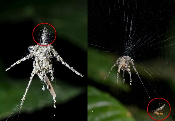 Aranha Espantalho Escultora