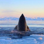Baleias orca presas respiram por buraco no gelo no Canadá