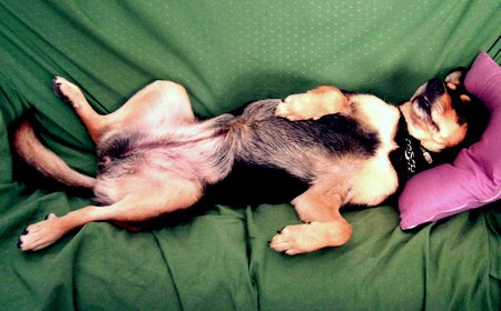 Cão dormindo