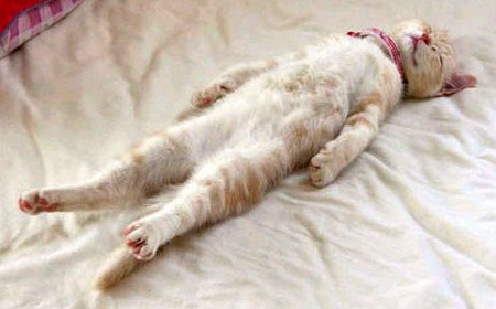 Gatinho dormindo