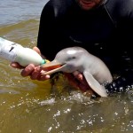 Toninha: o menor golfinho do mundo corre o risco de extinção