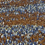 A grandiosa marcha dos pinguins-reis no Atlântico Sul selvagem