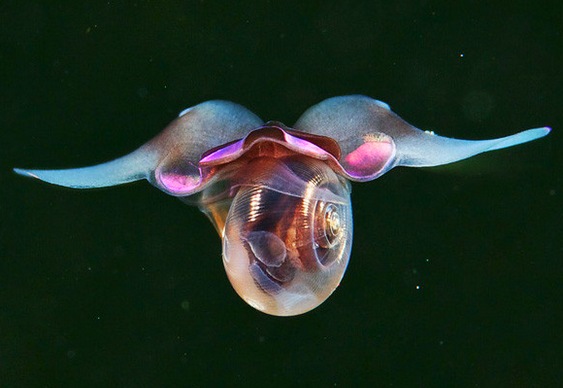 Disco voador no fundo do mar