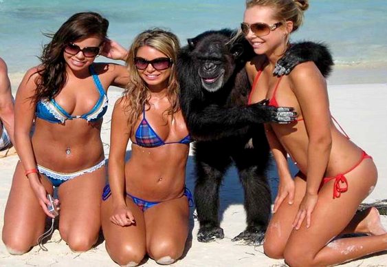 Macaco com garotas na praia