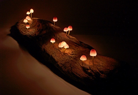 Luminária de Cogumelos
