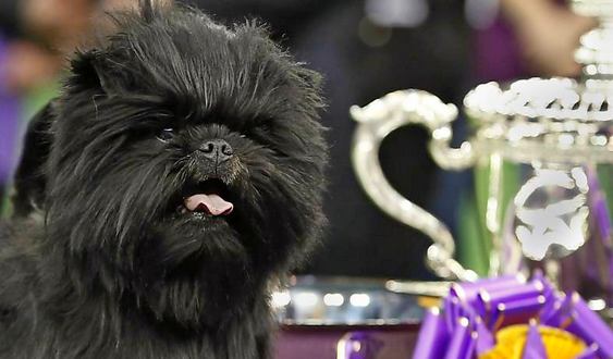 Cão de raça premiado
