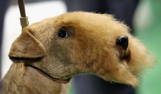 Mostra de cachorros