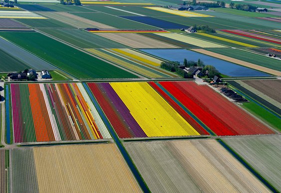 Campos com tulipas na Holanda
