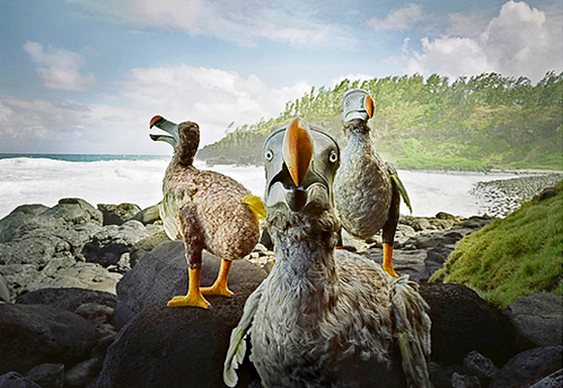 Dodós extintos pelo homem