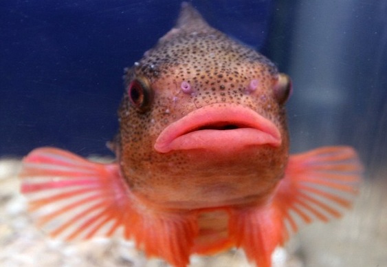 Boca de Peixe do Mick Jagger