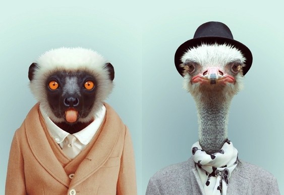 Roupas para bichinhos Moda para animais