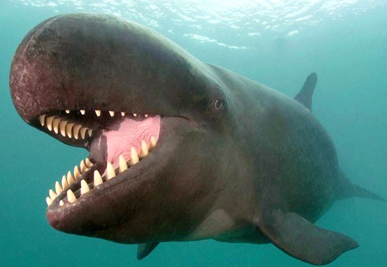 Dentes da falsa baleia assassina