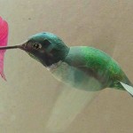 O beija-flor mecânico de papel que bate as asas de verdade