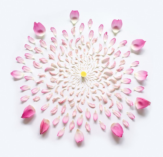 Flores explodindo em pétalas