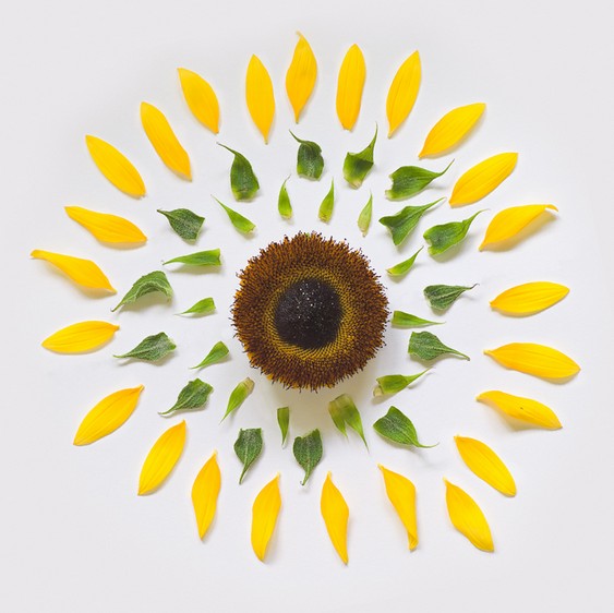 Explosão de flores