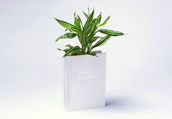 Vaso de planta em livro Livro como vaso de flor