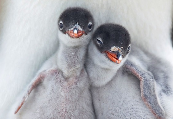 Pinguins recém-nascidos