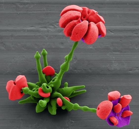 Flores microscópicas
