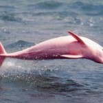Golfinho Rosa ameaçado de extinção por poluição da água
