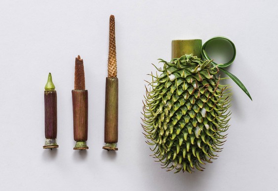 Plantas explosivas