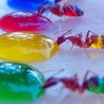 Estigmergia da formiga em pesquisas de inteligência artificial