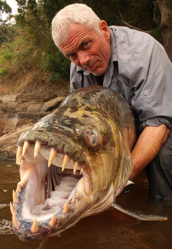 Peixe Tigre