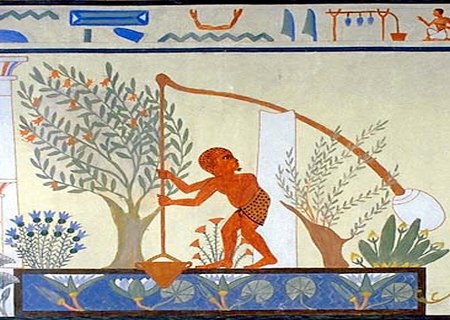 Plantação de alface