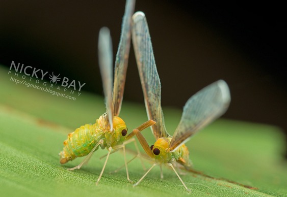 Mosquitos exóticos