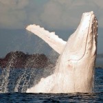 A sorte de encontrar uma baleia jubarte branca num passeio