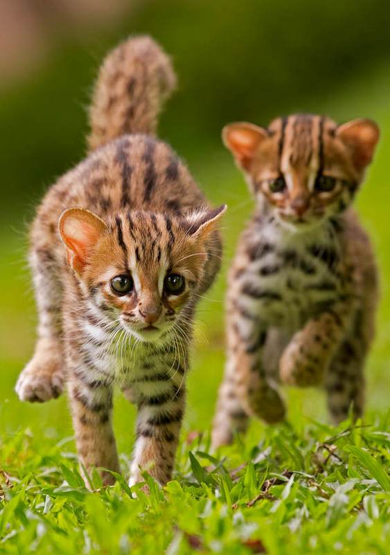 Mundo animal