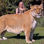 Você já conhecia Hércules, o tigrão – mistura de tigre com leão?