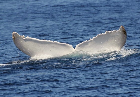 Baleia Albina