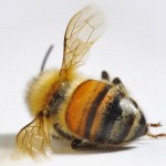 Contaminação por agrotóxicos é causa do sumiço das abelhas