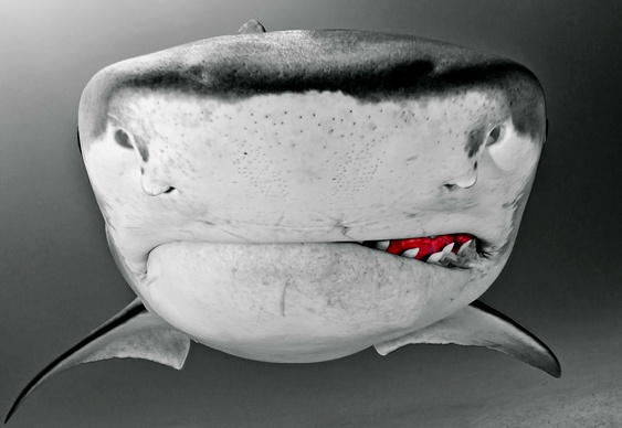 Dentes de tubarão