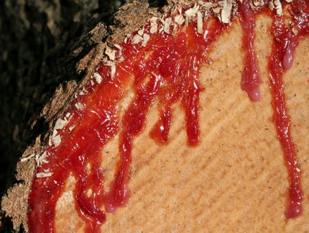 Arvore Sangue de Dragao