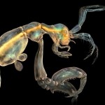Encontrada nova espécie animal com aparência de ‘camarão alien’