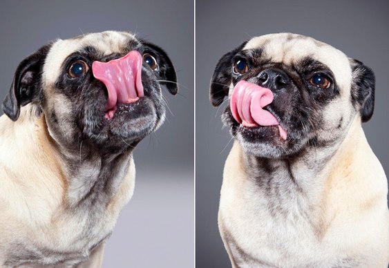 Língua de Cão