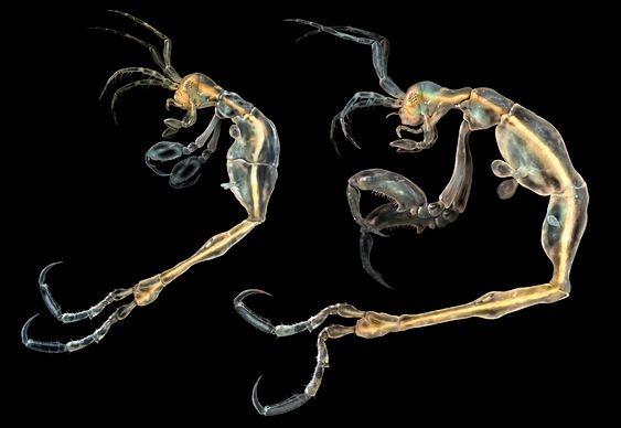 Camarão alienígena